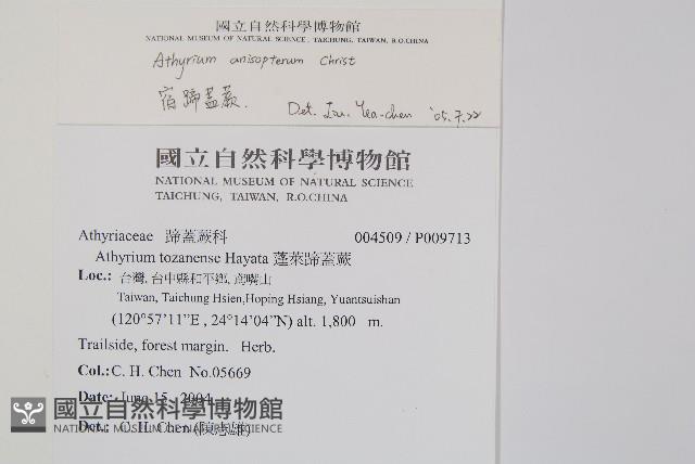 宿蹄蓋蕨藏品圖，第1張