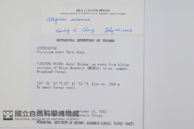 阿里山蹄蓋蕨藏品圖，第2張