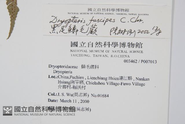 闊鱗鱗毛蕨藏品圖，第2張