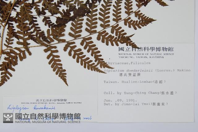 川上氏雙蓋蕨藏品圖，第2張