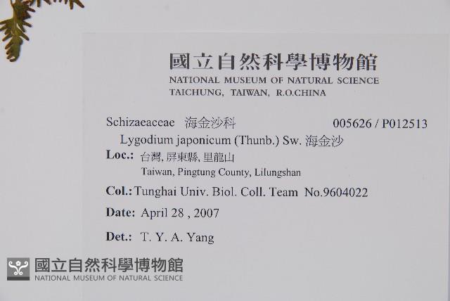 海金沙藏品圖，第2張