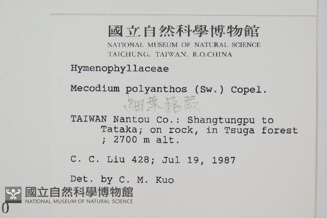 細葉蕗蕨藏品圖，第2張