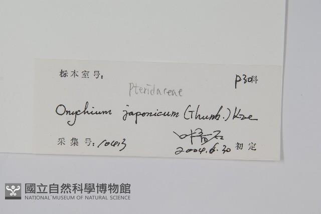 日本金粉蕨藏品圖，第2張