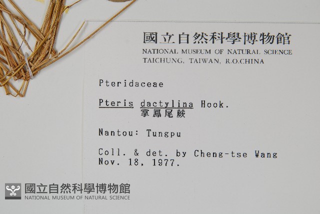 掌鳳尾蕨藏品圖，第2張
