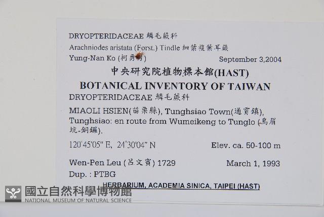 細葉複葉耳蕨藏品圖，第2張