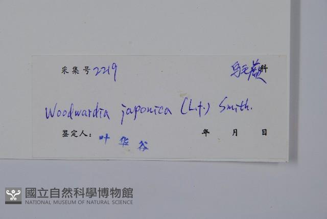 日本狗脊蕨藏品圖，第2張