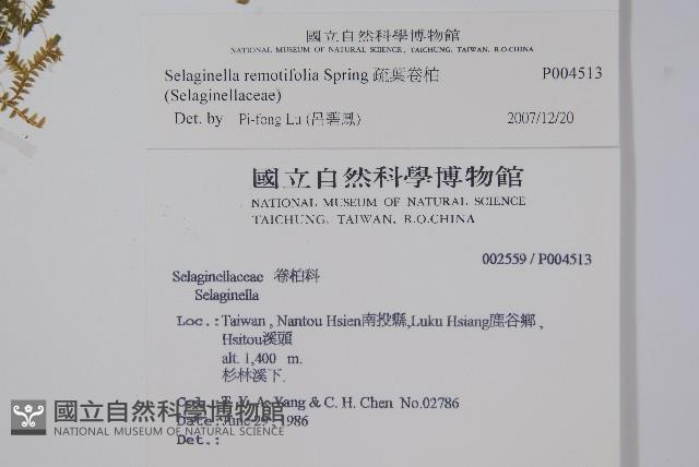 疏葉卷柏藏品圖，第2張