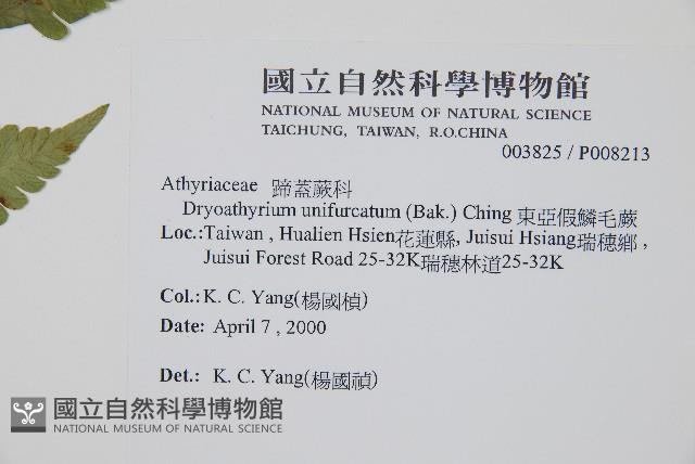 東亞假鱗毛蕨藏品圖，第2張
