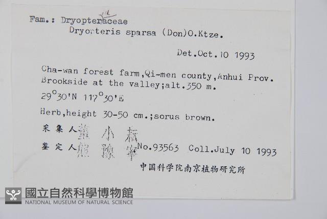 長葉鱗毛蕨藏品圖，第2張