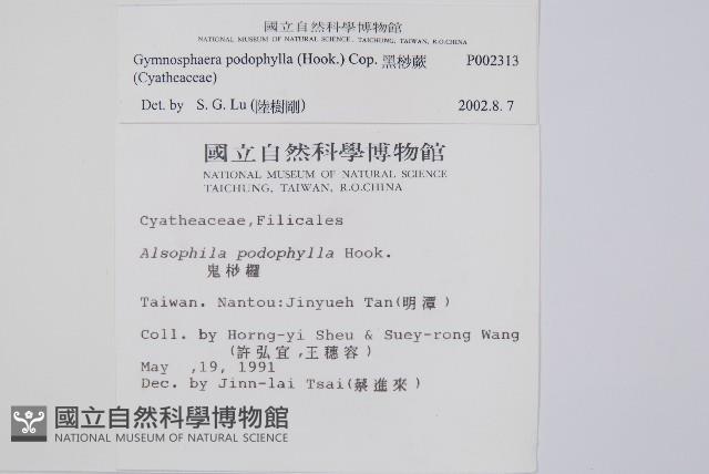 黑桫蕨藏品圖，第2張