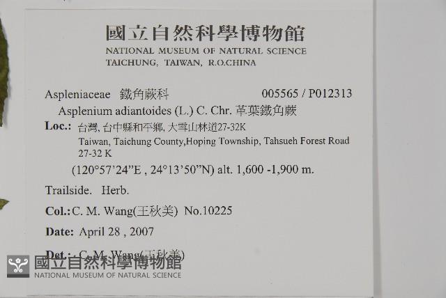 狹葉貫眾蕨藏品圖，第2張