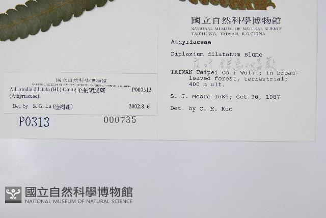 毛柄短腸蕨藏品圖，第5張