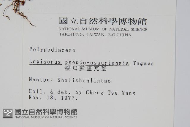 擬烏蘇里瓦葦藏品圖，第2張