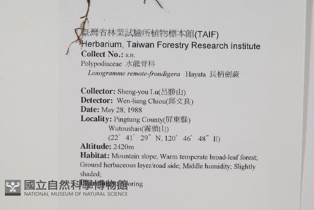 長柄劍蕨藏品圖，第2張