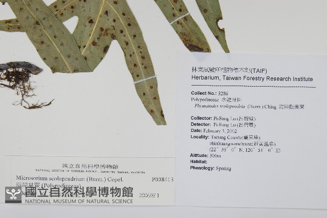 海岸星蕨藏品圖，第2張