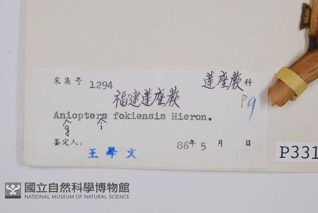 福建蓮座蕨藏品圖，第2張