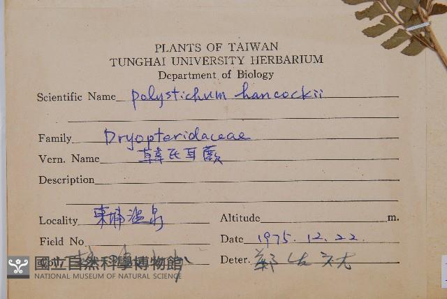 韓氏耳蕨藏品圖，第2張