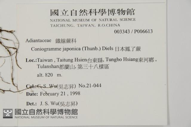 日本鳳丫蕨藏品圖，第2張