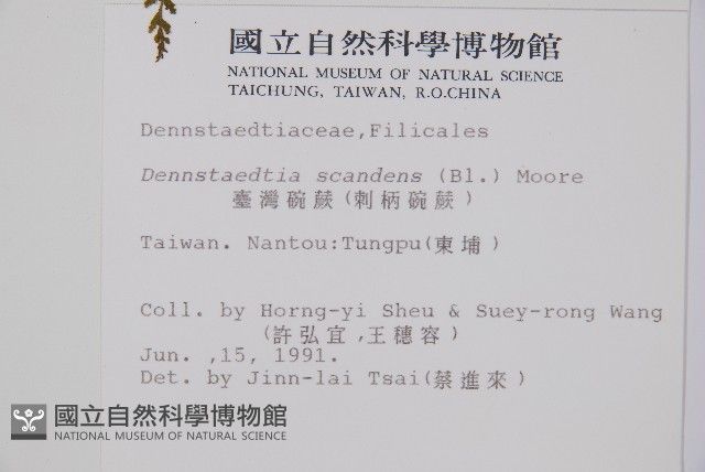 刺柄碗蕨藏品圖，第2張