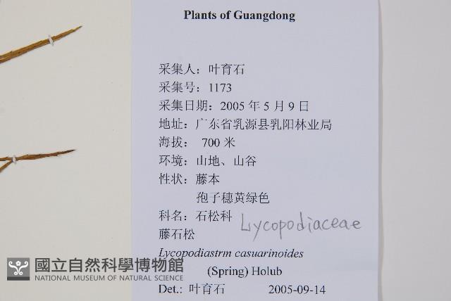 藤石松藏品圖，第2張