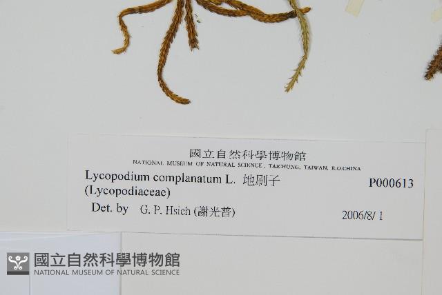 地刷子藏品圖，第2張