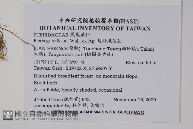 翅柄鳳尾蕨藏品圖，第2張