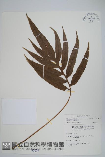 Accession Number:P001613 Collection Image, Figure 1, Total 2 Figures