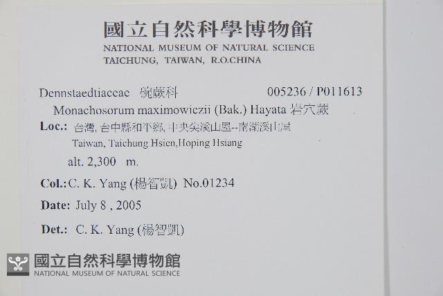 岩穴蕨藏品圖，第2張