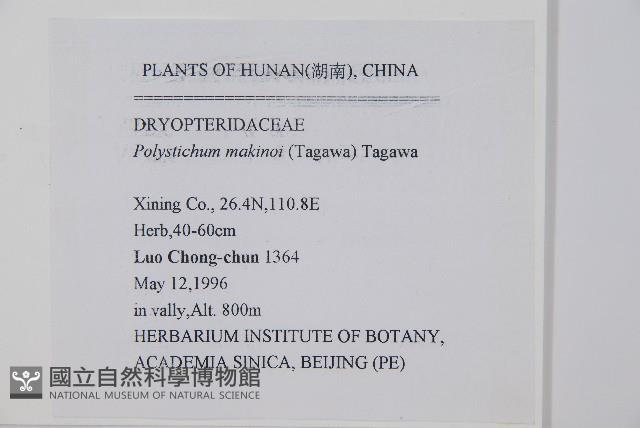 黑鱗耳蕨藏品圖，第2張