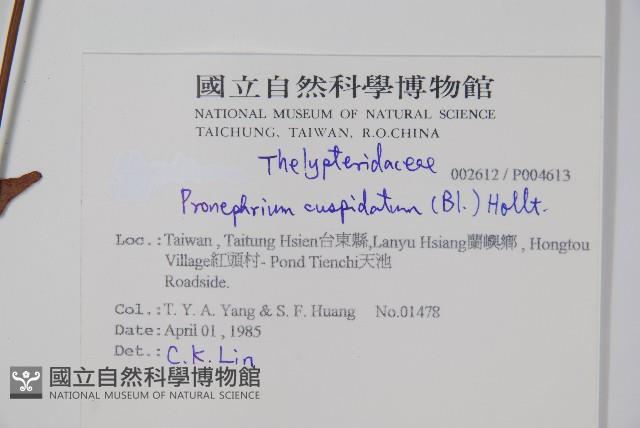 頂芽新月蕨藏品圖，第2張