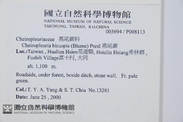 燕尾蕨藏品圖，第2張