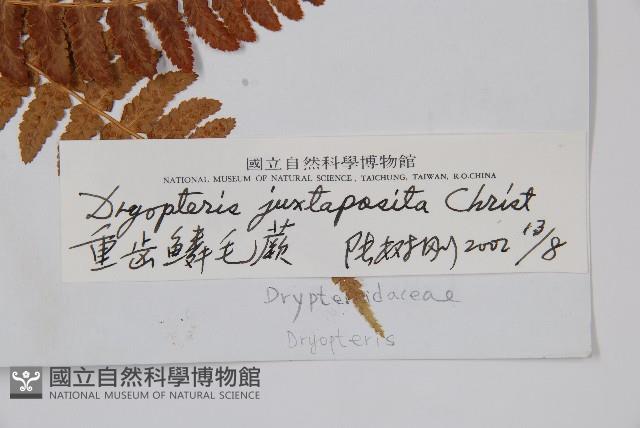 重齒鱗毛蕨藏品圖，第2張