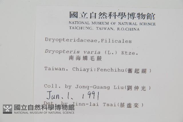 南海鱗毛蕨藏品圖，第2張