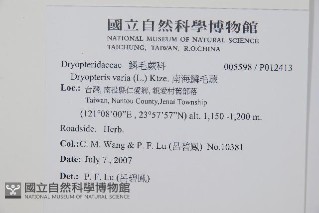 南海鱗毛蕨藏品圖，第2張