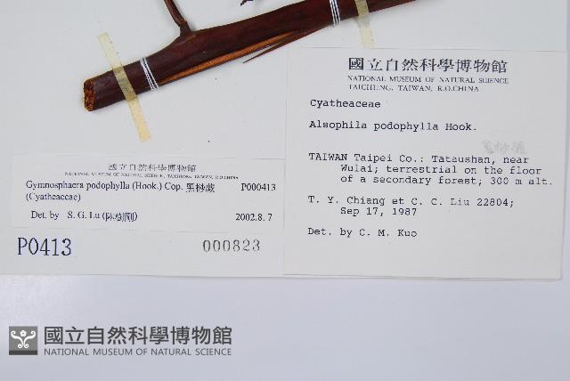 黑桫蕨藏品圖，第2張