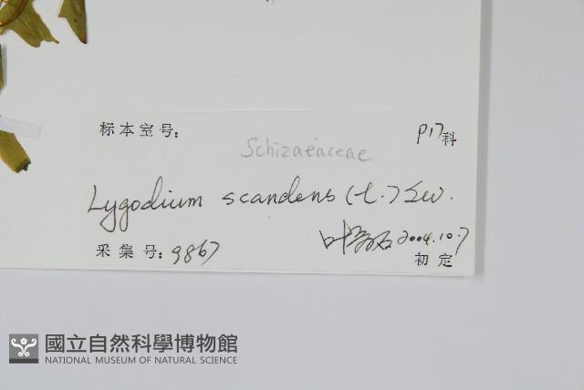 小葉海金沙藏品圖，第2張