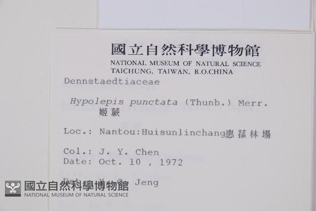 姬蕨藏品圖，第2張