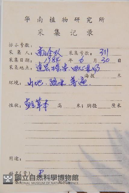 萊氏鐵角蕨藏品圖，第2張