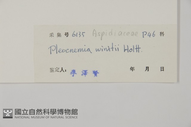 無苞蕨藏品圖，第5張