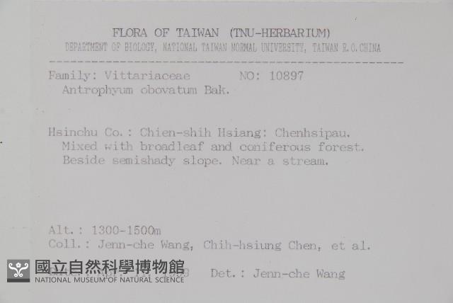 車前蕨藏品圖，第2張