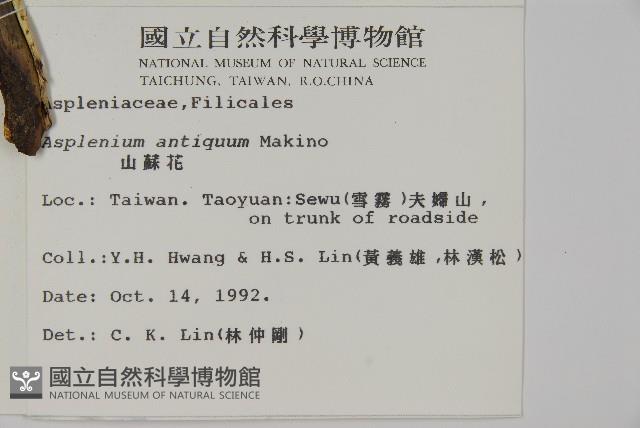 山蘇花藏品圖，第2張