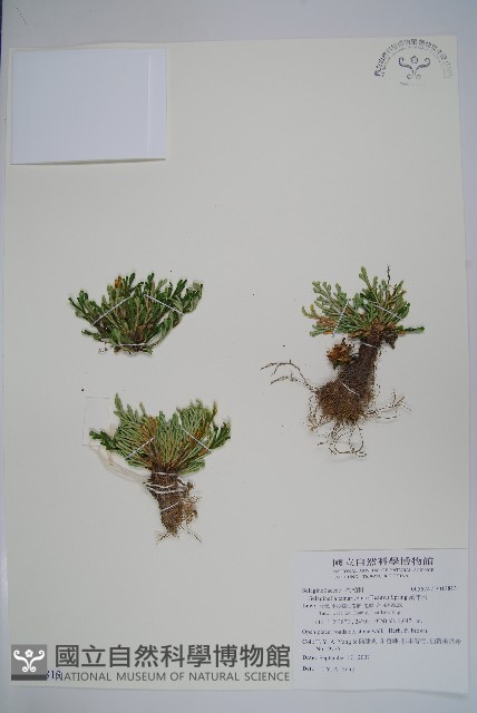 萬年松藏品圖，第1張