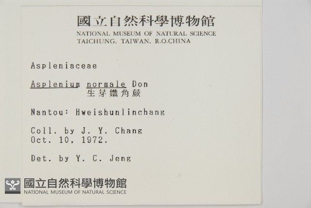 生芽鐵角蕨藏品圖，第2張