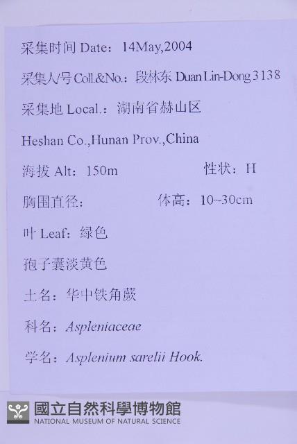 華中鐵角蕨藏品圖，第2張
