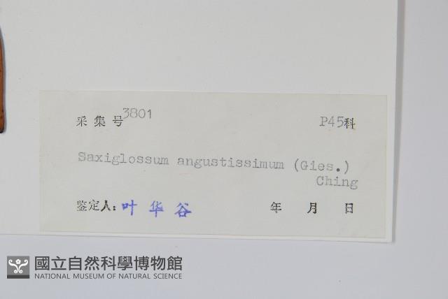 石蕨藏品圖，第2張