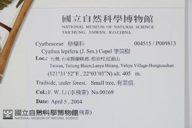 筆筒樹藏品圖，第2張