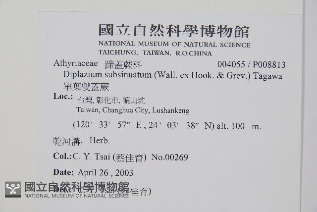 單葉雙蓋蕨藏品圖，第2張