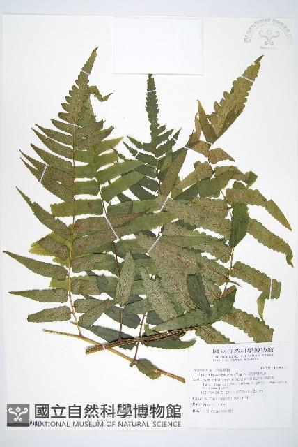 廣葉鋸齒雙蓋蕨藏品圖，第1張