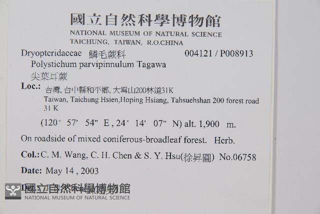 尖葉耳蕨藏品圖，第2張