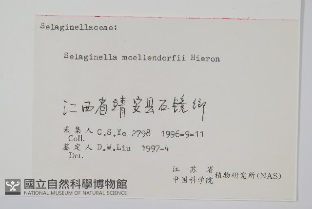 江南卷柏藏品圖，第2張